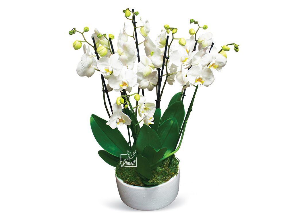 Pompes Funèbres - Coupe d'orchidées