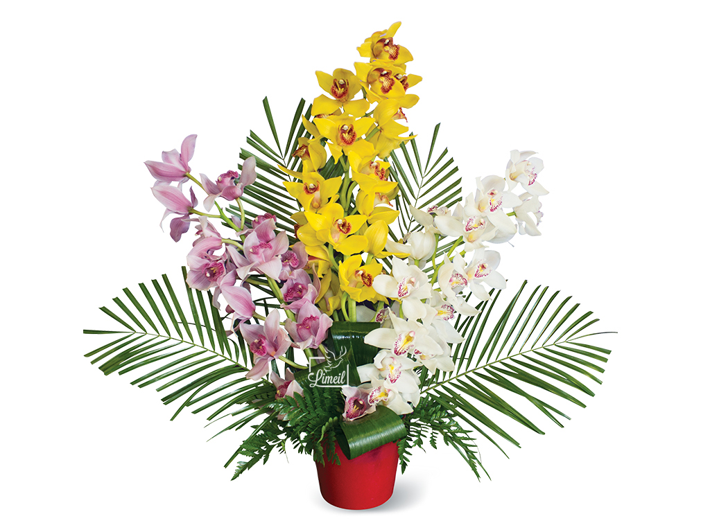 Pompes Funèbres - Coupe d'orchidées