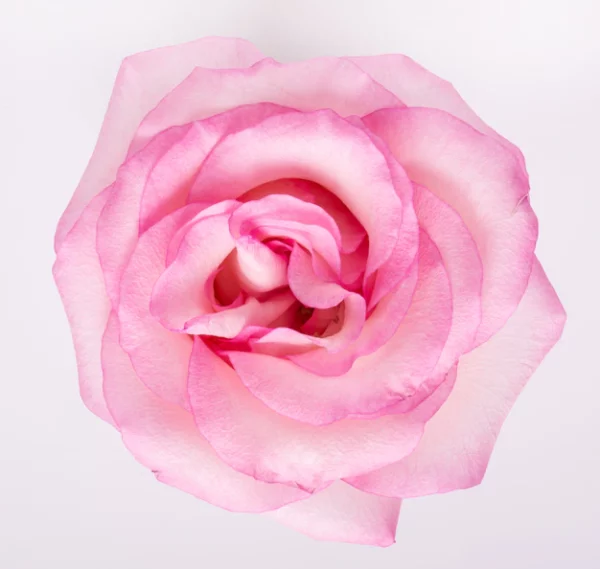 Fleurs rose rose entrant dans la composition des fleurs de deuil proposées par les pompes funèbres LOIC