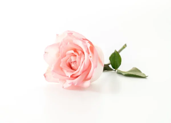 Rose, fleurs de couleur rose