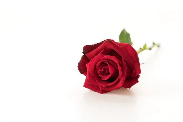 Fleurs rose rouge entrant dans la composition des fleurs de deuil proposées par les pompes funèbres LOIC
