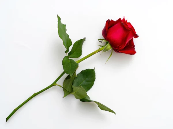 Rose rouge entrant dans la composition des fleurs de deuil proposées par les pompes funèbres loic